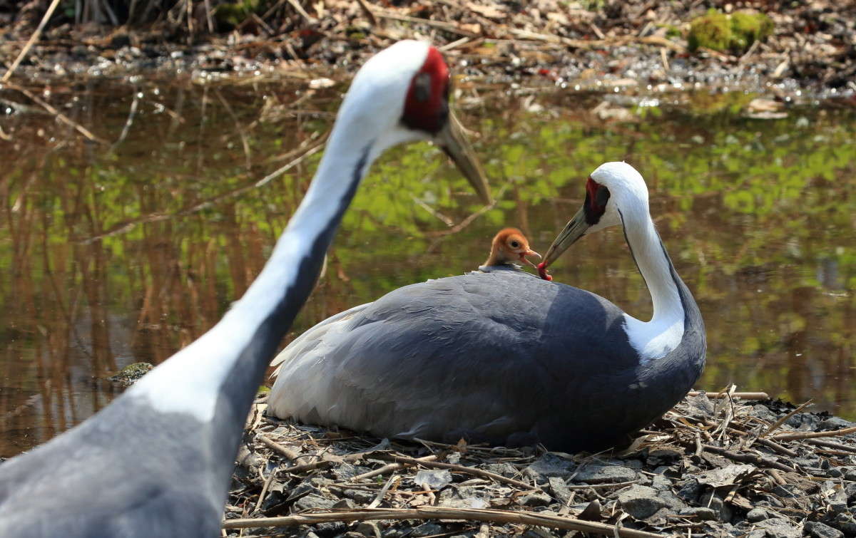 � �� �������� �� ��� �������� ����� Naum Likholat �� PhotoGeek.ru #�������� ���