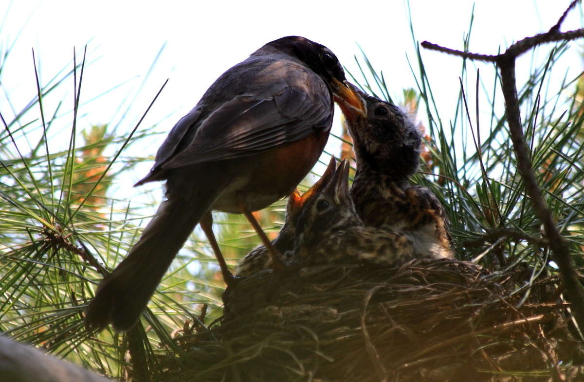 ����� ���� ,����� ����, � ����� �� ���� ����� Naum Likholat �� PhotoGeek.ru #�������� ���