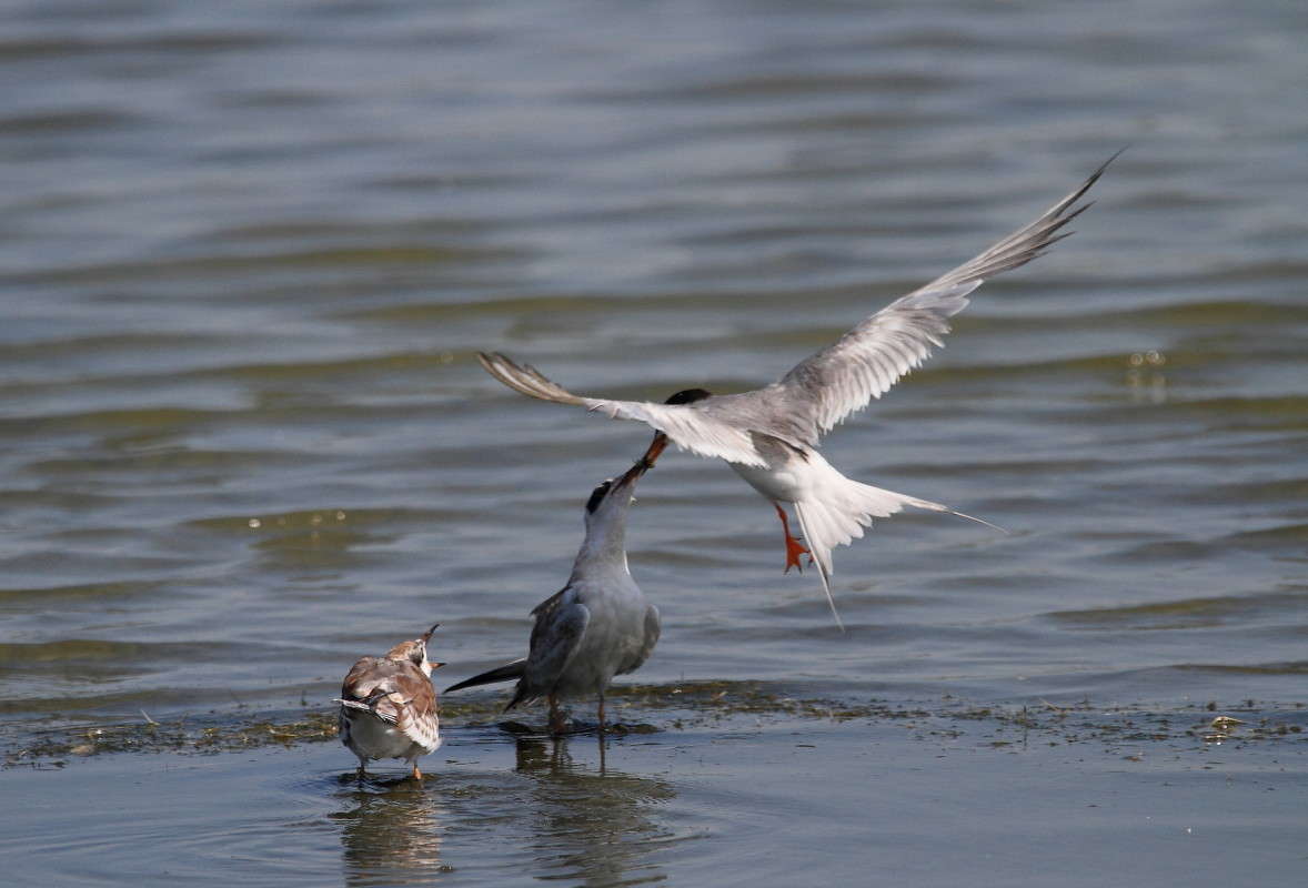 � ��� ? ����� Naum Likholat �� PhotoGeek.ru #�������� ���