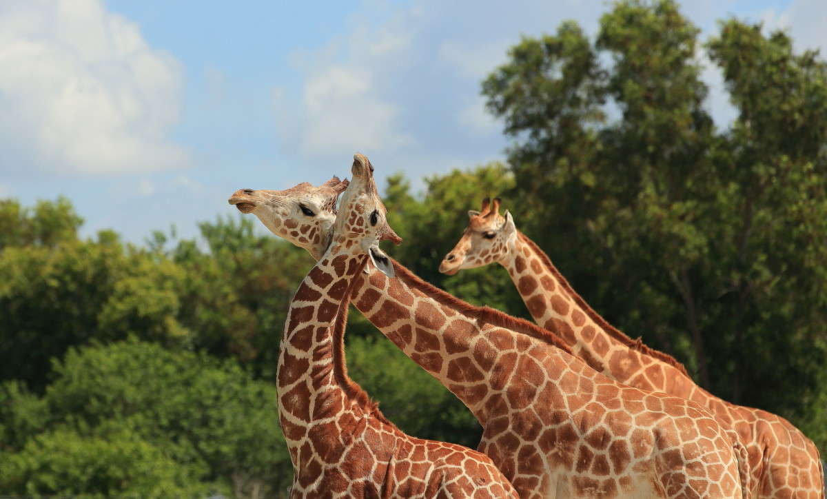 ��������� ������ 2 ����� Naum Likholat �� PhotoGeek.ru #�������� ���