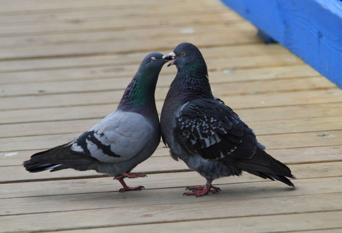 ��������� ������ 4 ����� Naum Likholat �� PhotoGeek.ru #�������� ���