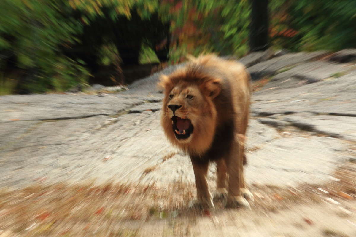 Blur ����� Naum Likholat �� PhotoGeek.ru #�������� ���