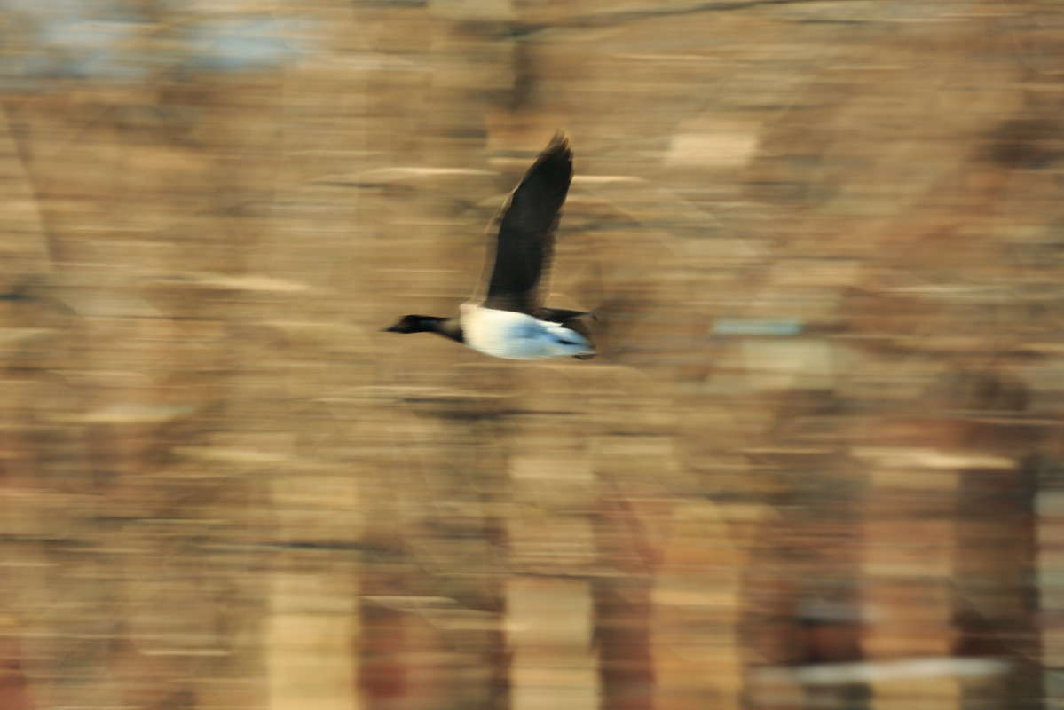 Blure 2 ����� Naum Likholat �� PhotoGeek.ru #�������� ���