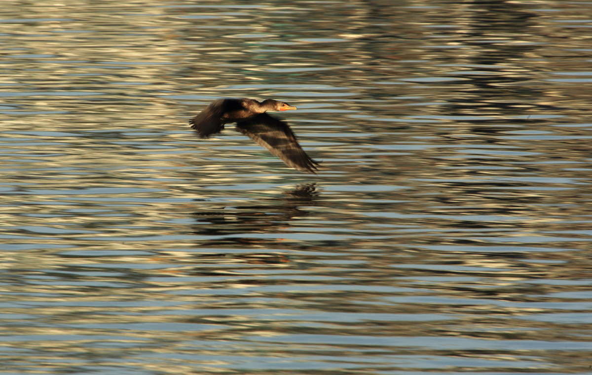 Blur 4 ����� Naum Likholat �� PhotoGeek.ru #�������� ���