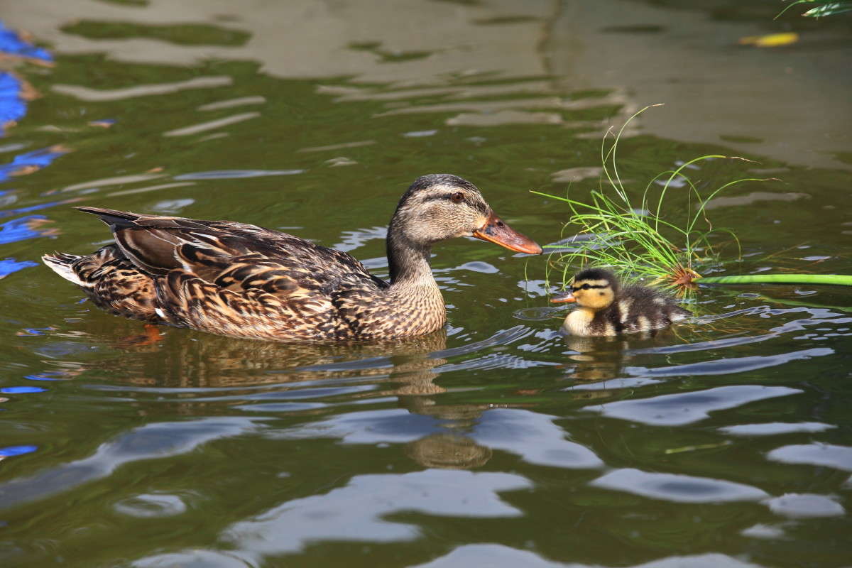 ������ ���� � ����� ����� Naum Likholat �� PhotoGeek.ru #�������� ���