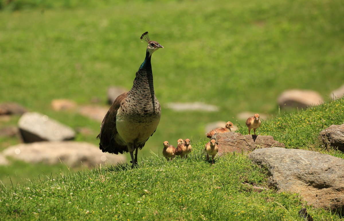 ������ ���� � ����� 4 ����� Naum Likholat �� PhotoGeek.ru #�������� ���