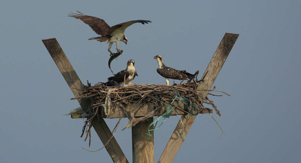 ������ ����� ���������� ? ����� Naum Likholat �� PhotoGeek.ru #�������� ���