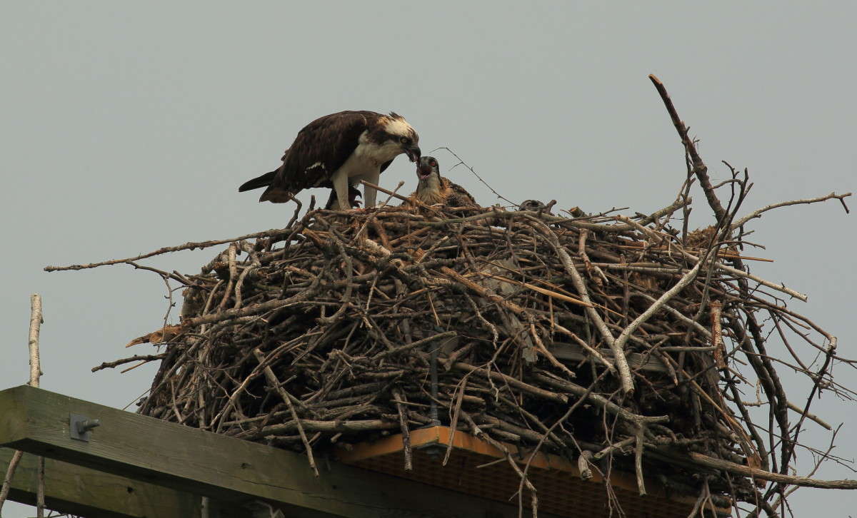 ��� ����� ������� ��������� ����� Naum Likholat �� PhotoGeek.ru #�������� ���