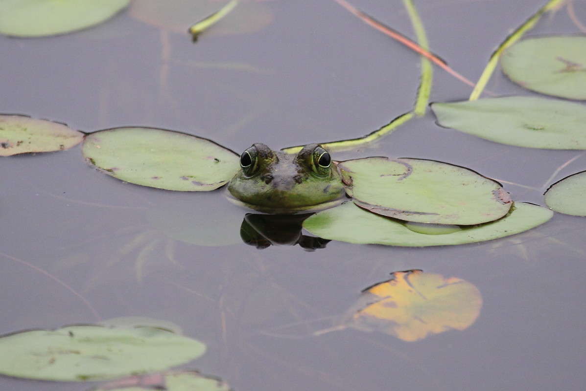 ��������� ����� Naum Likholat �� PhotoGeek.ru #�������� ���