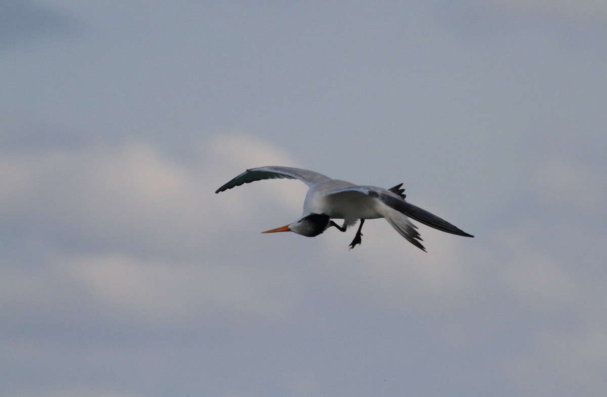 ... ����� Naum Likholat �� PhotoGeek.ru #�������� ���