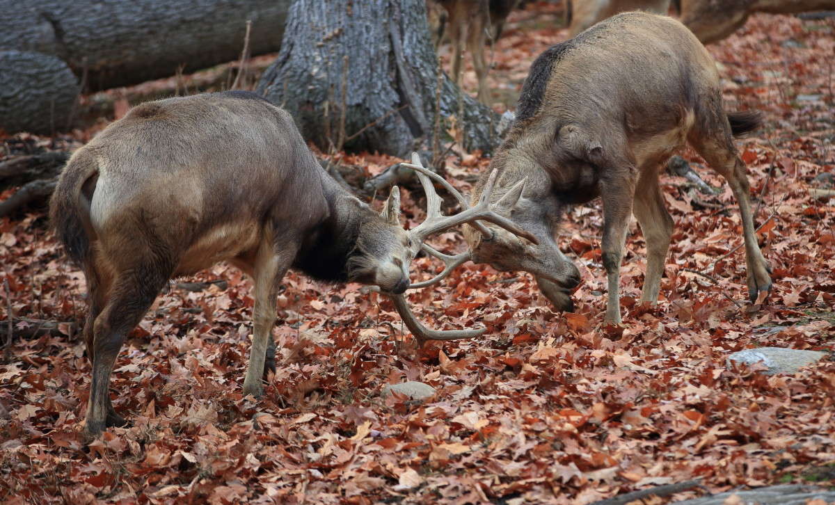 ... ����� Naum Likholat �� PhotoGeek.ru #�������� ���