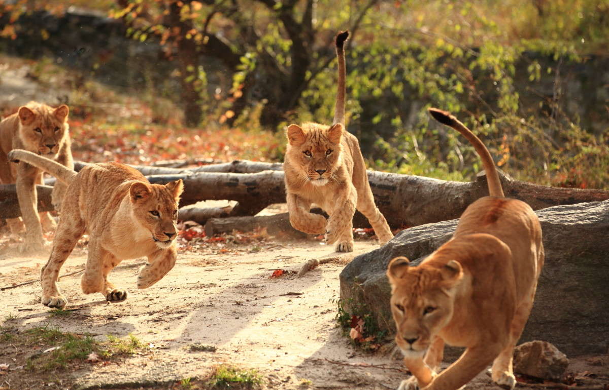 ... ����� Naum Likholat �� PhotoGeek.ru #�������� ���