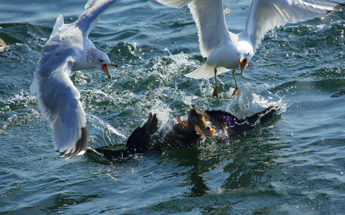 ����� �������� ����� Naum Likholat �� PhotoGeek.ru #�������� ���