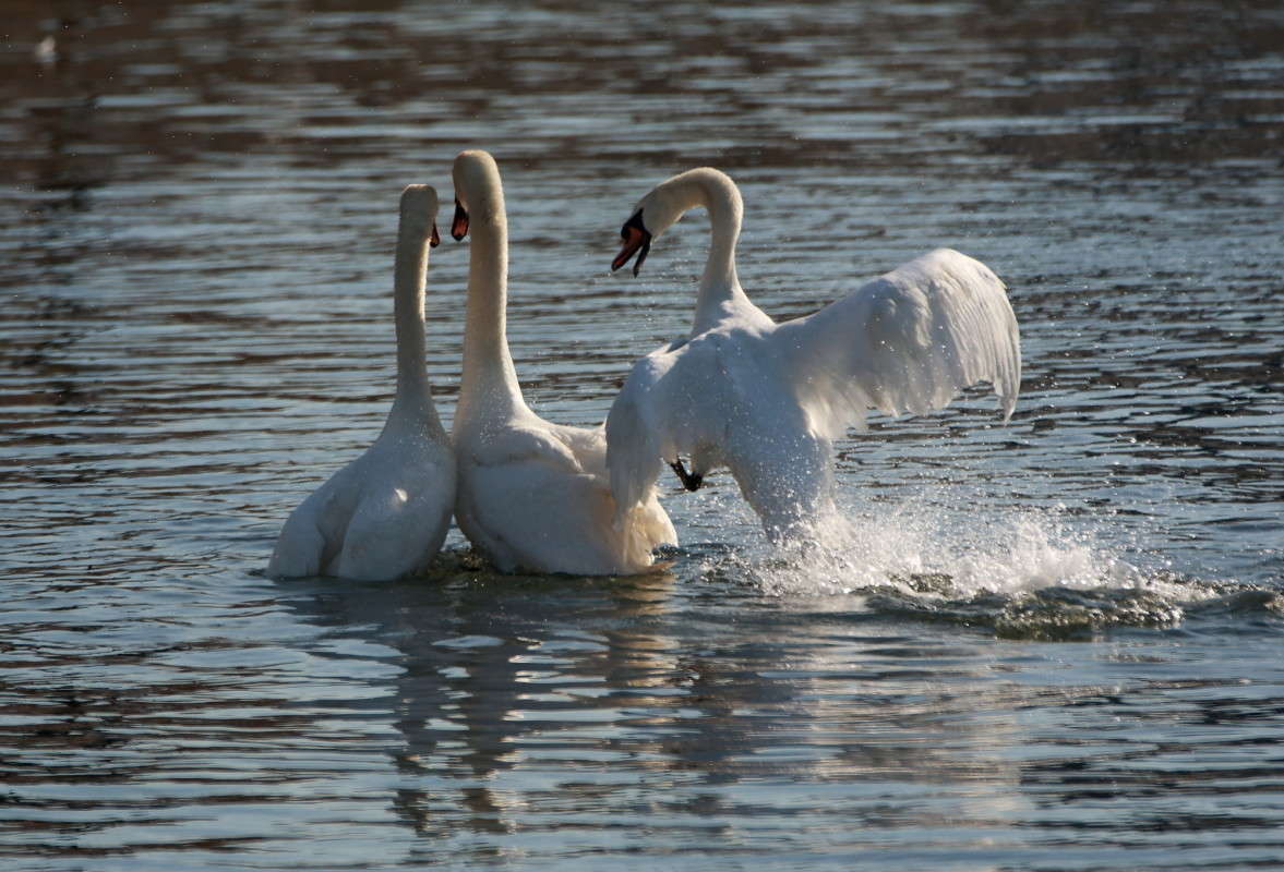 �������� ����� Naum Likholat �� PhotoGeek.ru #�������� ���