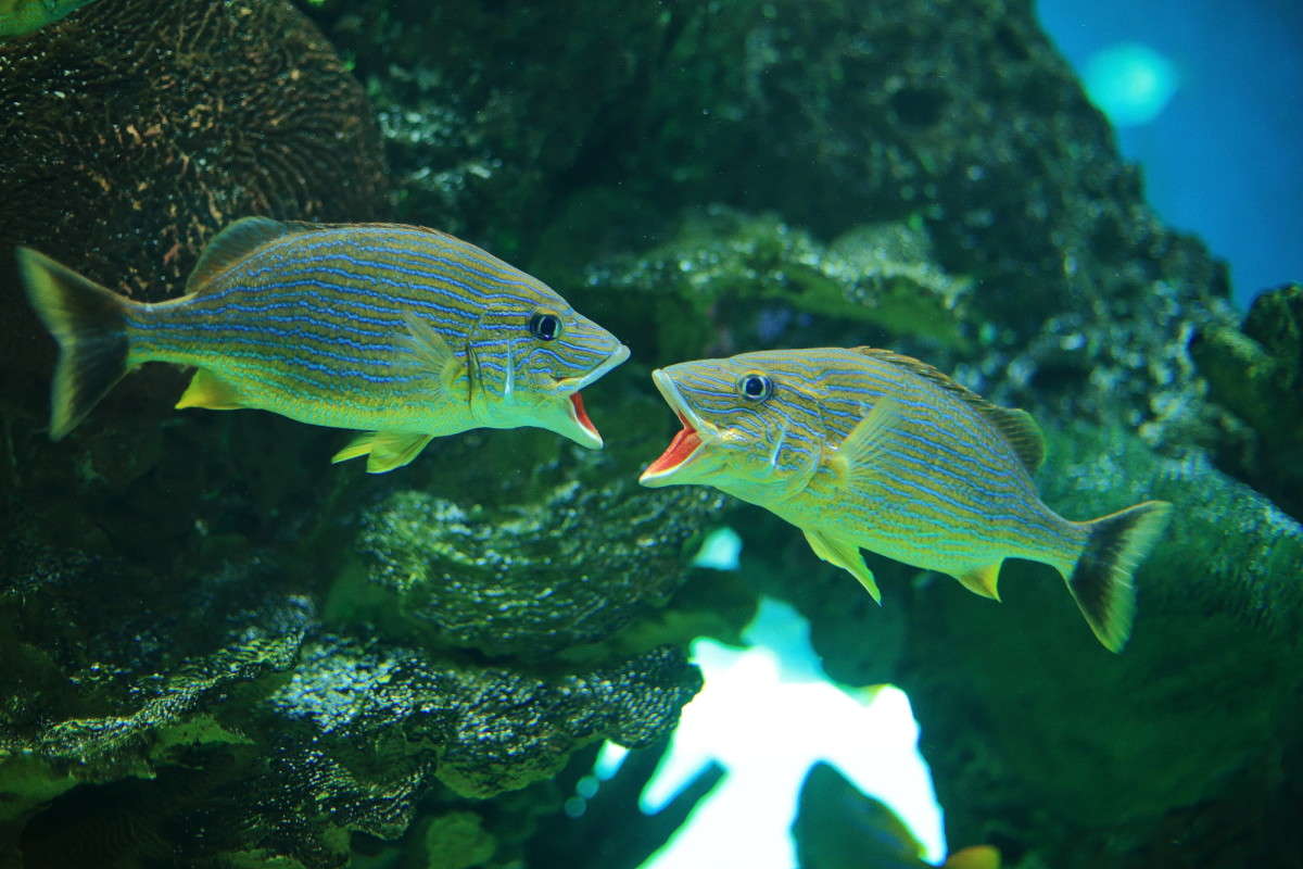 �������� Brooklyn NY ����� Naum Likholat �� PhotoGeek.ru #�������� ���