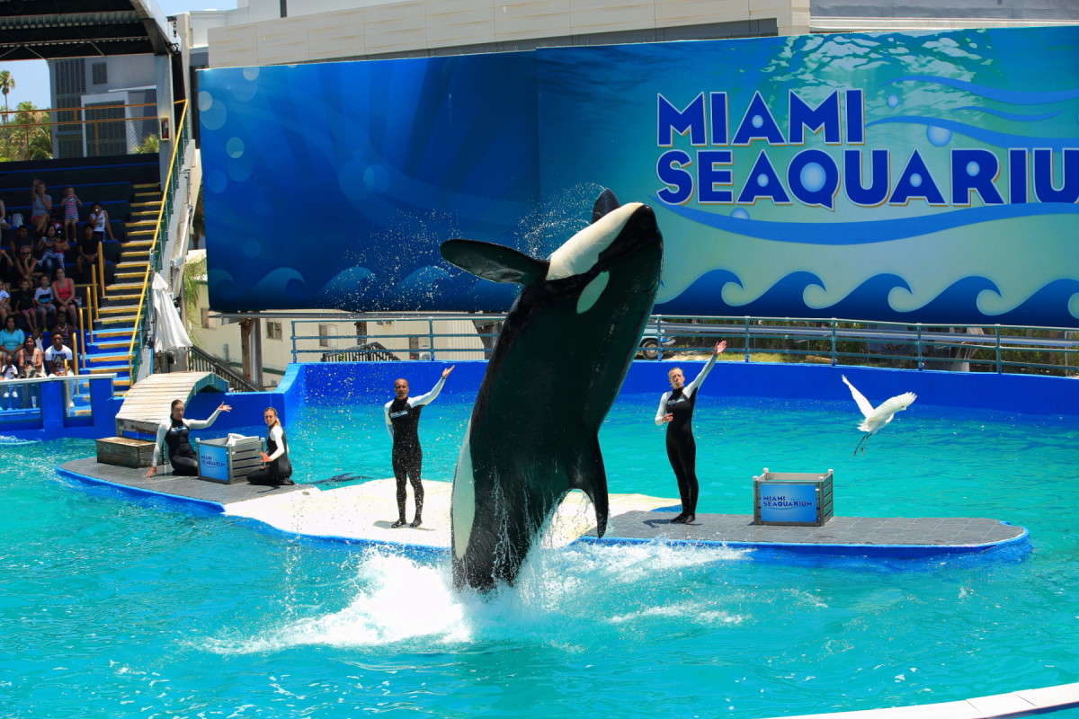 Miami �������� ����� Naum Likholat �� PhotoGeek.ru #�������� ���