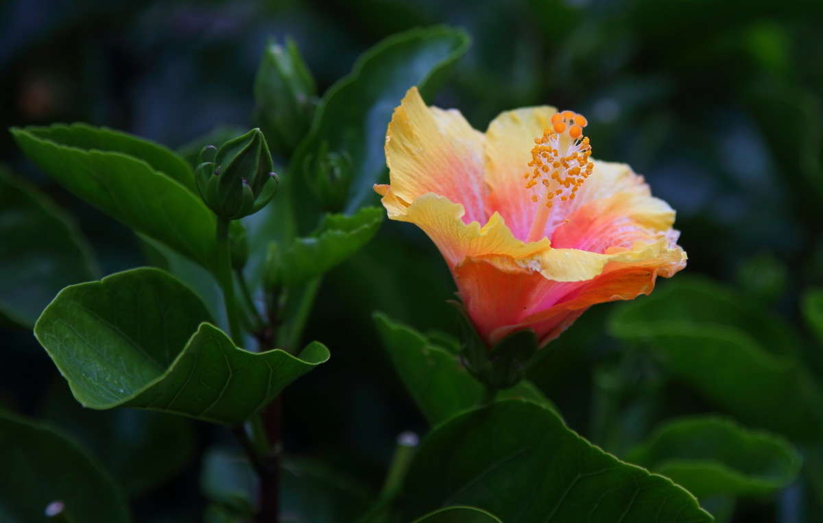 ... ����� Naum Likholat �� PhotoGeek.ru #������ ��� �������