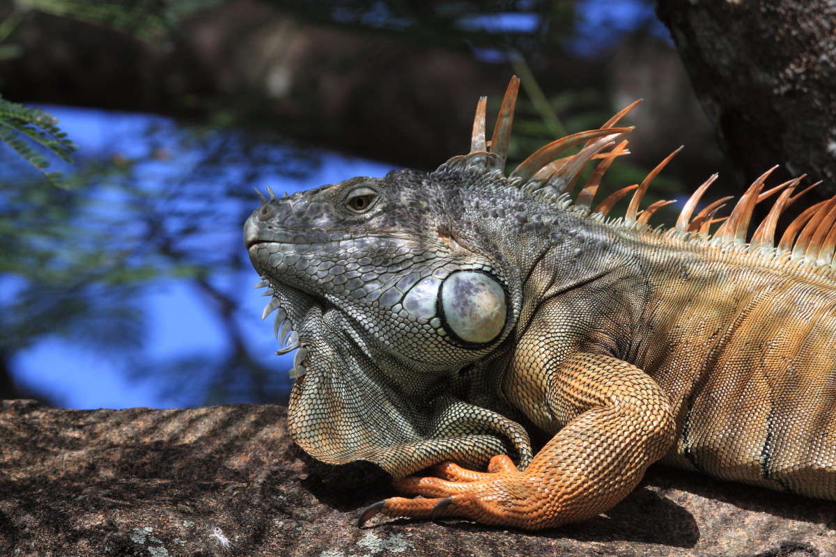 ... ����� Naum Likholat �� PhotoGeek.ru #�������� ���