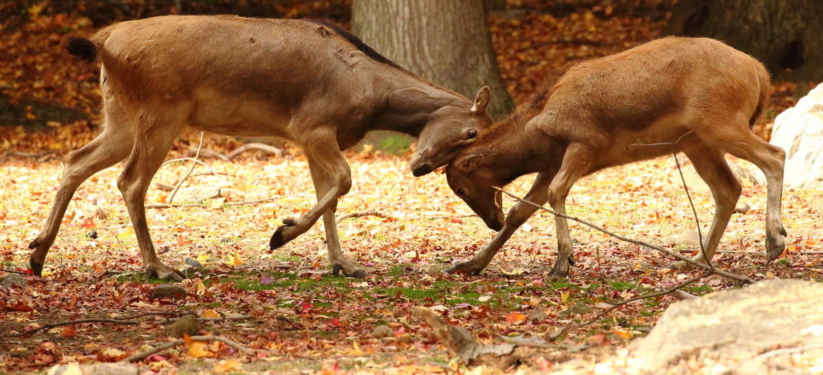 ... ����� Naum Likholat �� PhotoGeek.ru #�������� ���