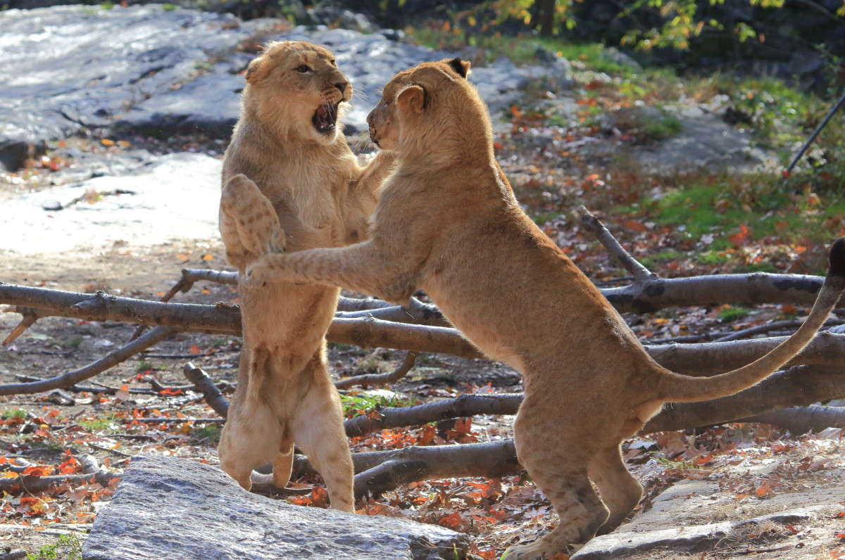 ... ����� Naum Likholat �� PhotoGeek.ru #�������� ���