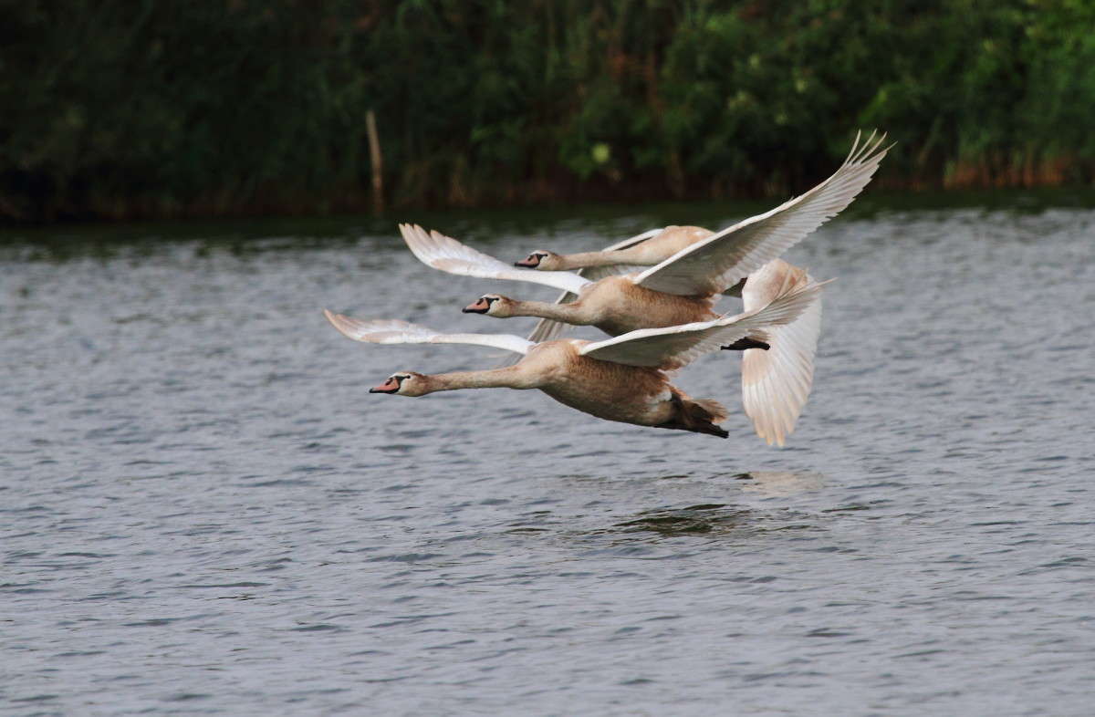 �������� ����� Naum Likholat �� PhotoGeek.ru #�������� ���