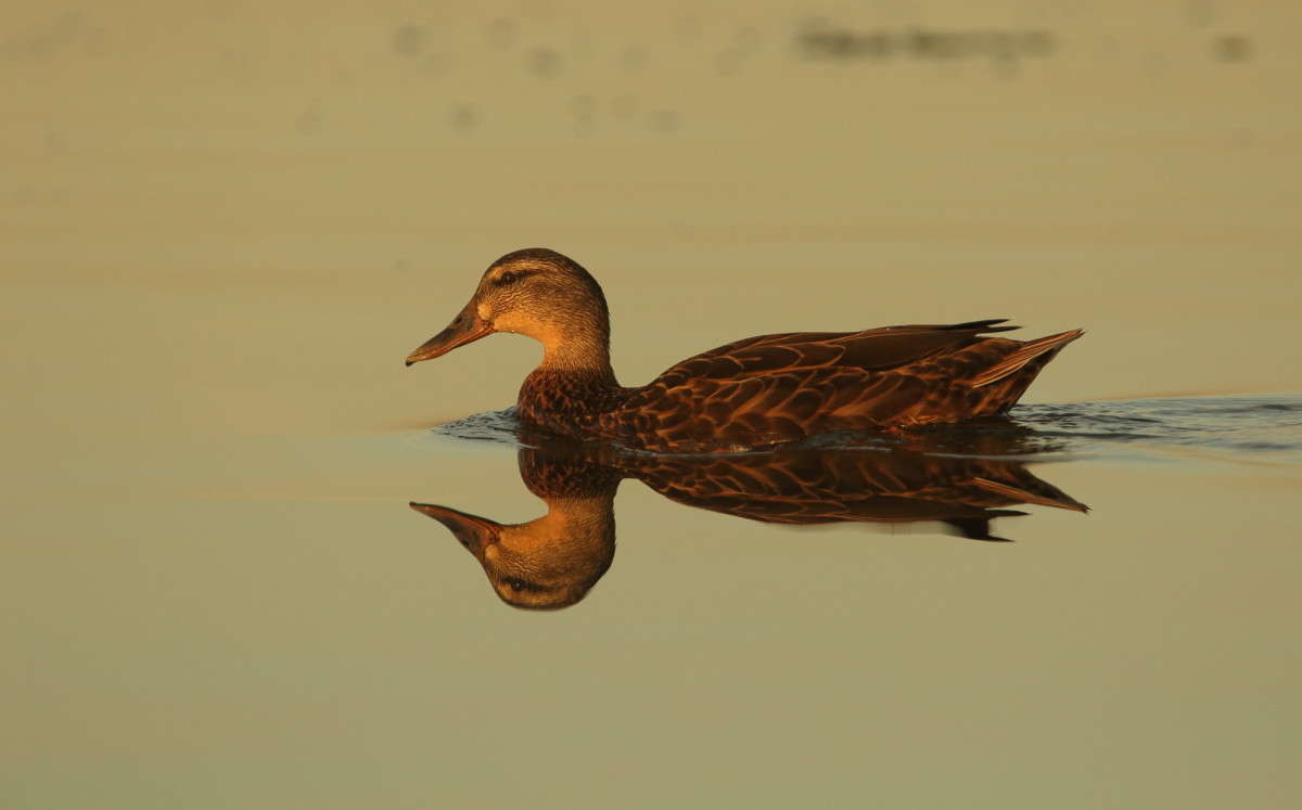 ... ����� Naum Likholat �� PhotoGeek.ru #�������� ���