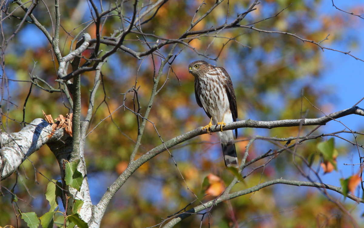 ... ����� Naum Likholat �� PhotoGeek.ru #�������� ���