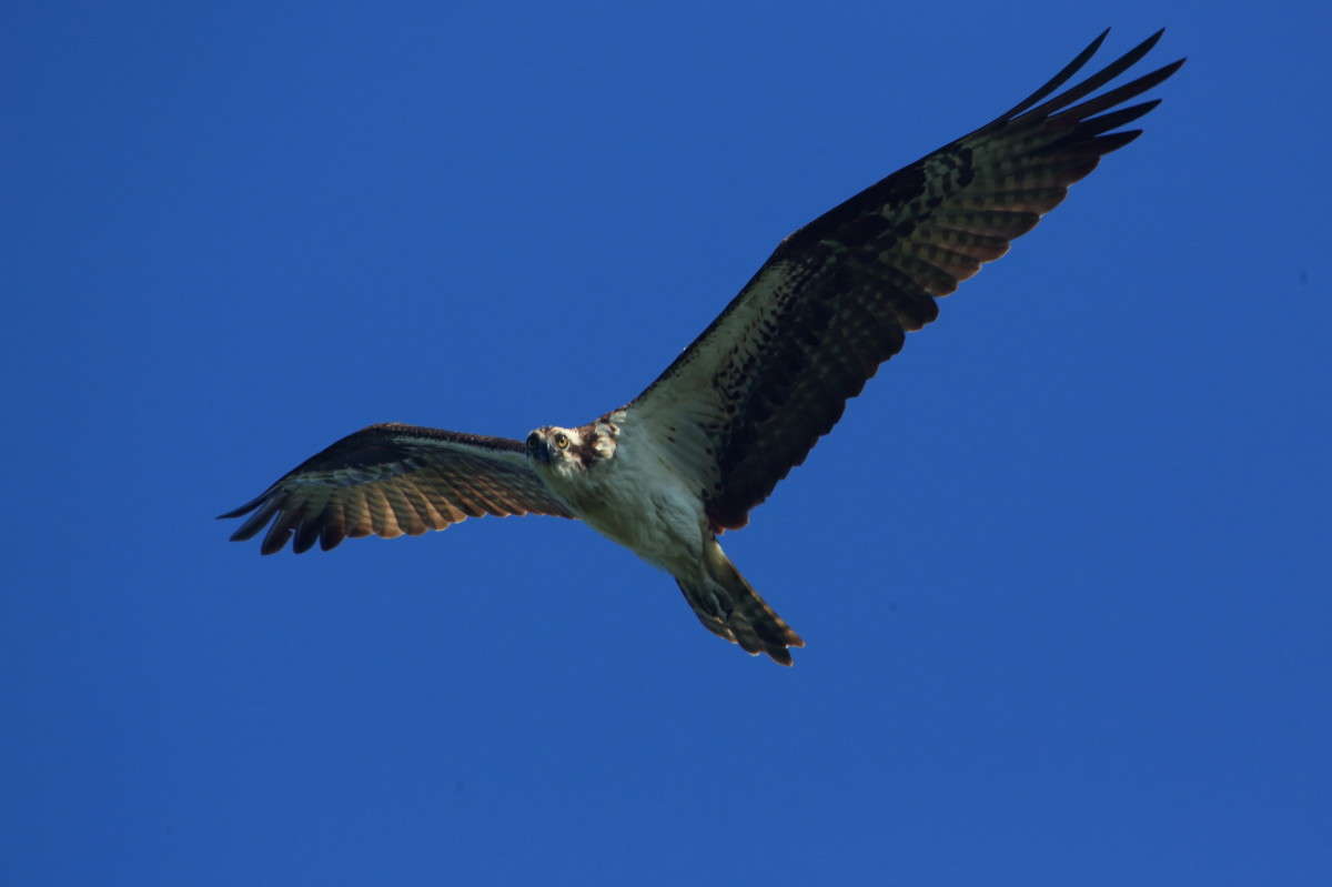 ������ � ����� (Osprey) ����� Naum Likholat �� PhotoGeek.ru #�������� ���