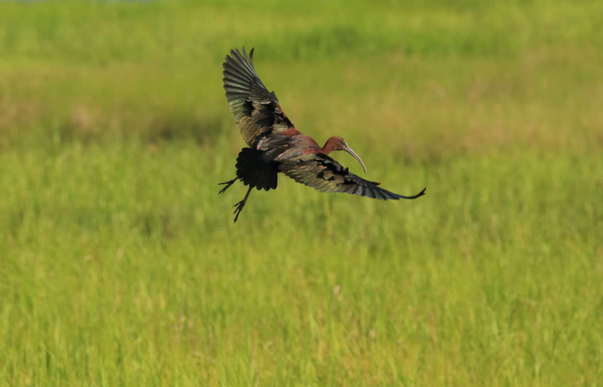 ������ � ����� 2 (White- Fased Lbis) ����� Naum Likholat �� PhotoGeek.ru #�������� ���