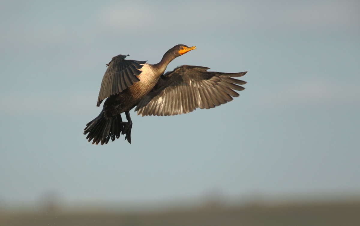    3 (Cormorant bird)  Naum Likholat  PhotoGeek.ru # 