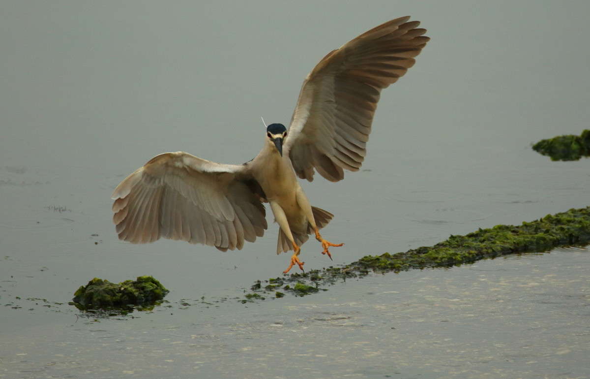 ������ � ����� 4 (A yellow-crowned night-heron) ����� Naum Likholat �� PhotoGeek.ru #�������� ���
