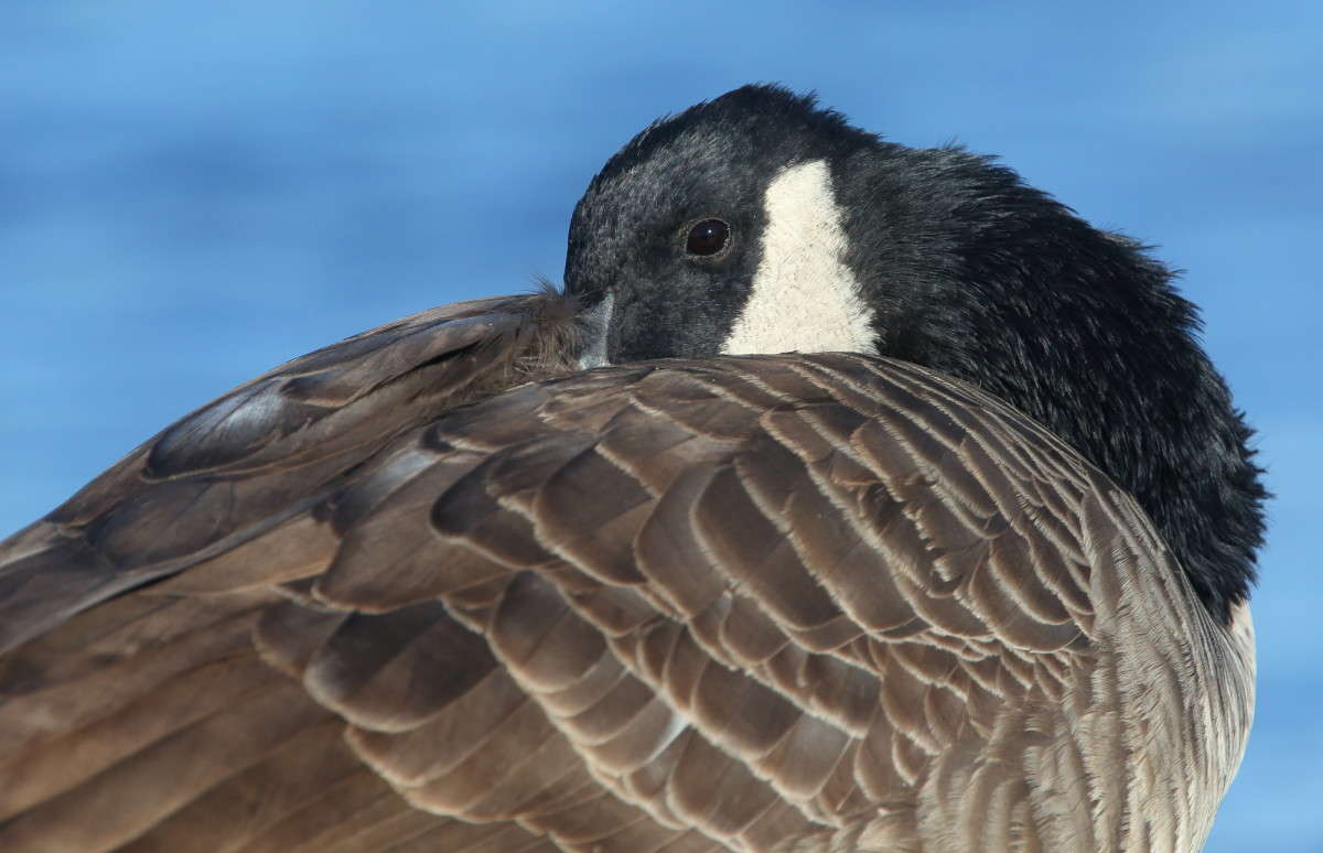 ... ����� Naum Likholat �� PhotoGeek.ru #�������� ���