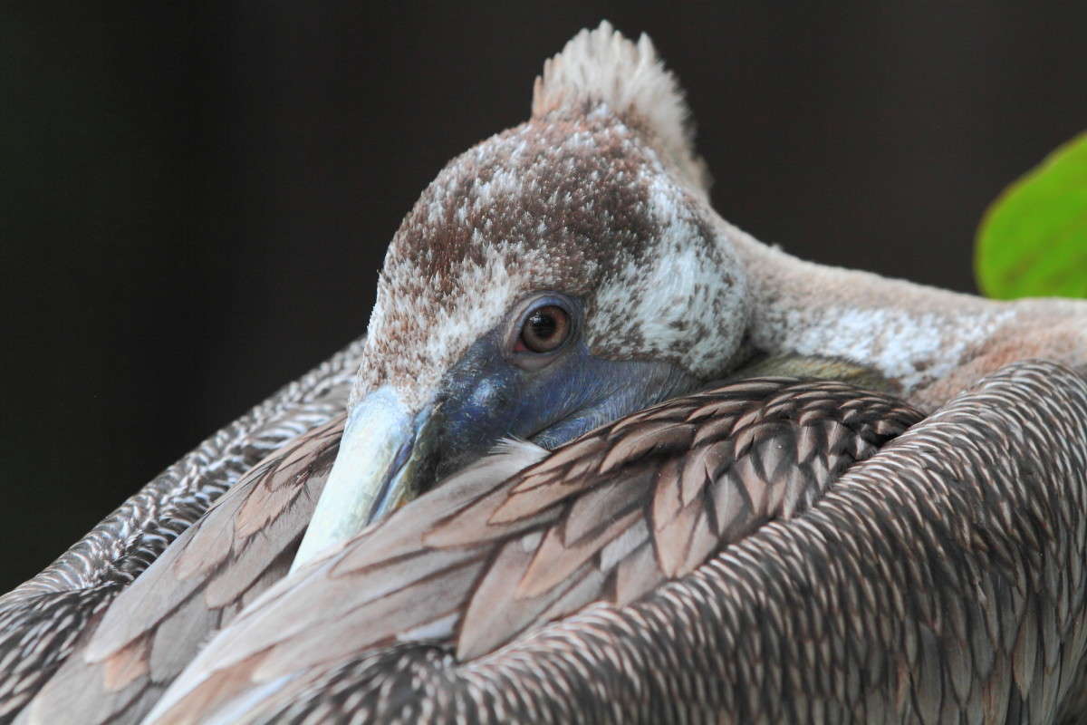 ... ����� Naum Likholat �� PhotoGeek.ru #�������� ���