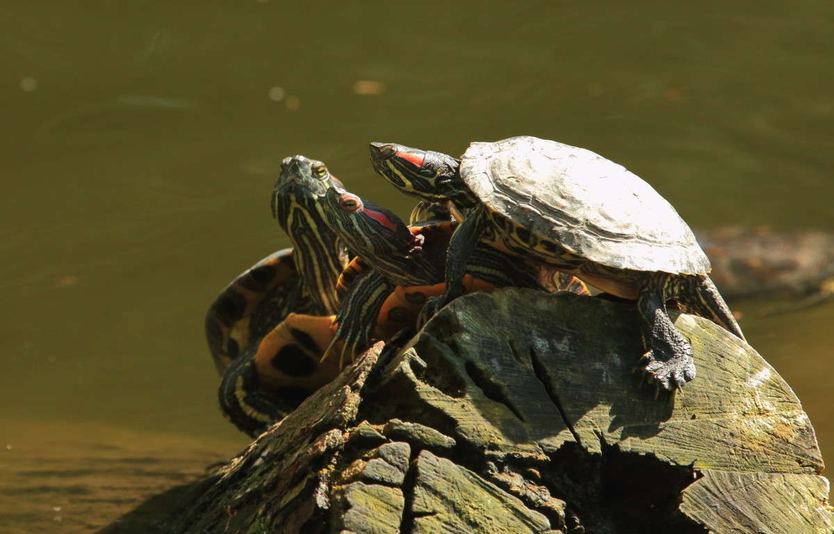 ��������� ������ 3 ����� Naum Likholat �� PhotoGeek.ru #�������� ���