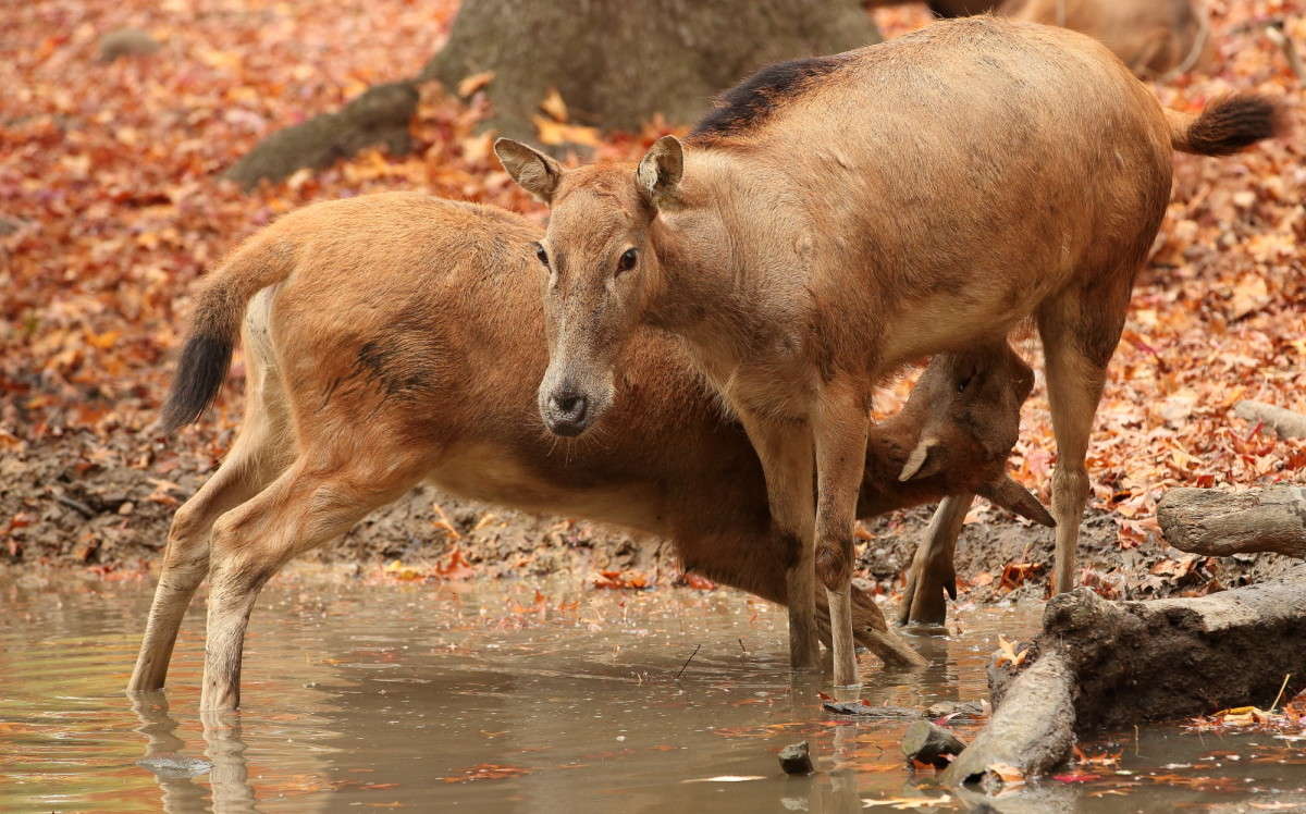 ��������� ������ ����� Naum Likholat �� PhotoGeek.ru #�������� ���