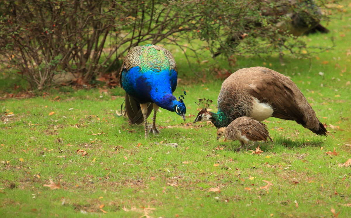 ��������� ������ 3 ����� Naum Likholat �� PhotoGeek.ru #�������� ���