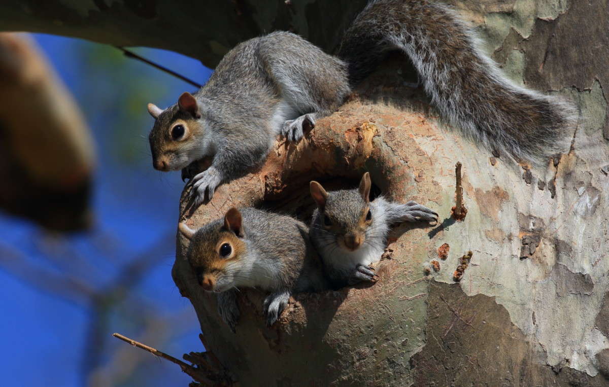 ��������� ������ 4 ����� Naum Likholat �� PhotoGeek.ru #�������� ���