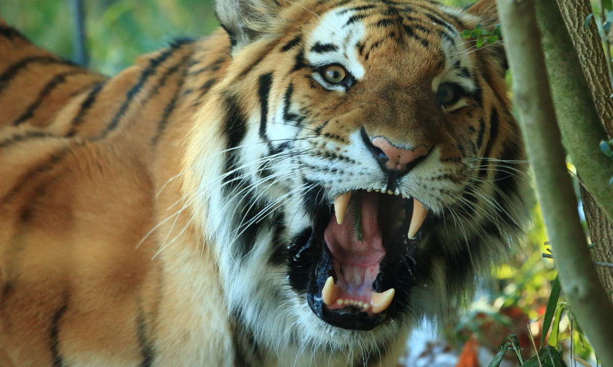 ���� ��� ������� ? ����� Naum Likholat �� PhotoGeek.ru #�������� ���