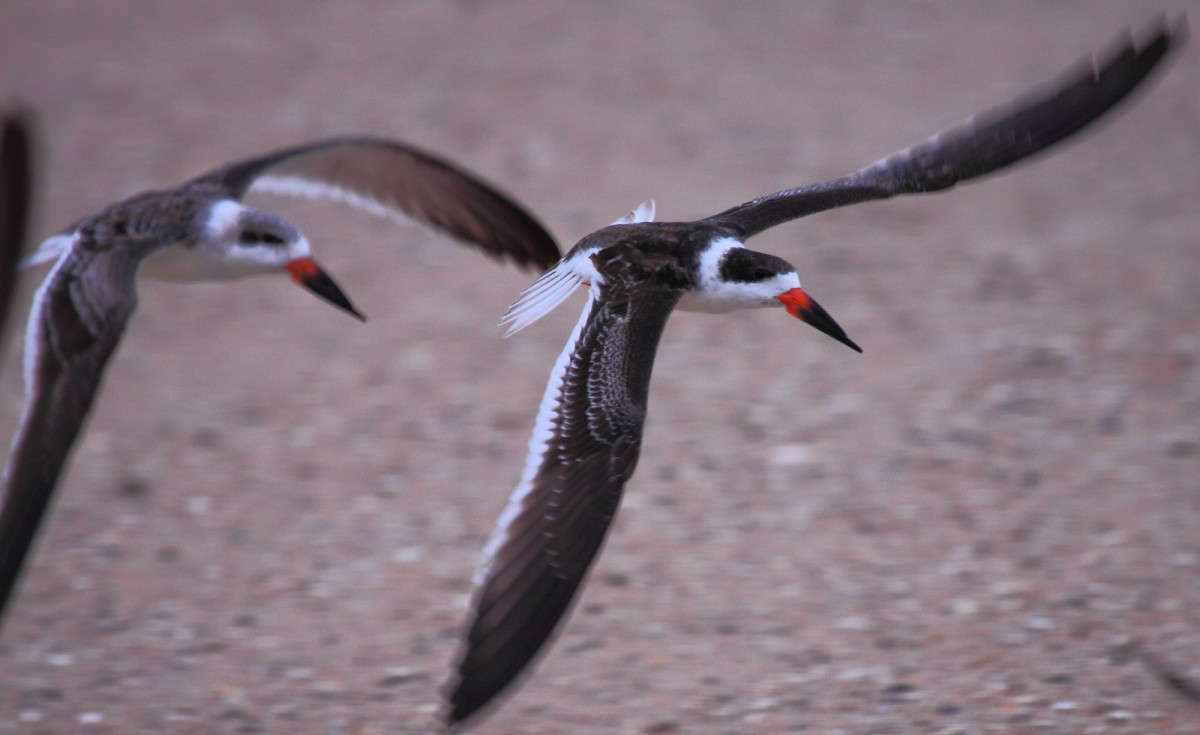 ... ����� Naum Likholat �� PhotoGeek.ru #�������� ���