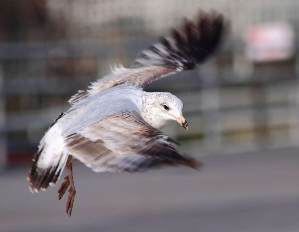 ... ����� Naum Likholat �� PhotoGeek.ru #�������� ���