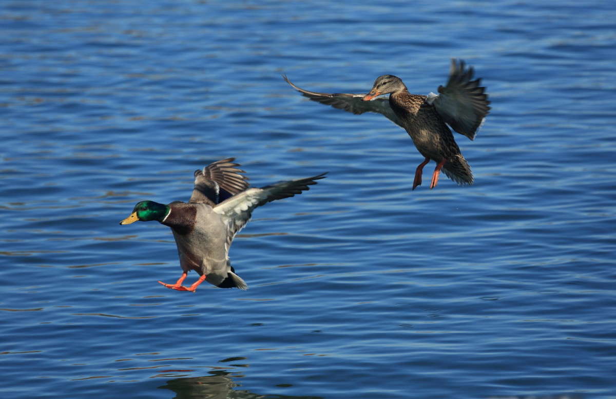 ... ����� Naum Likholat �� PhotoGeek.ru #�������� ���