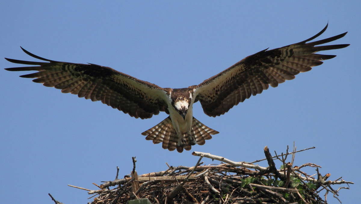 ... ����� Naum Likholat �� PhotoGeek.ru #�������� ���