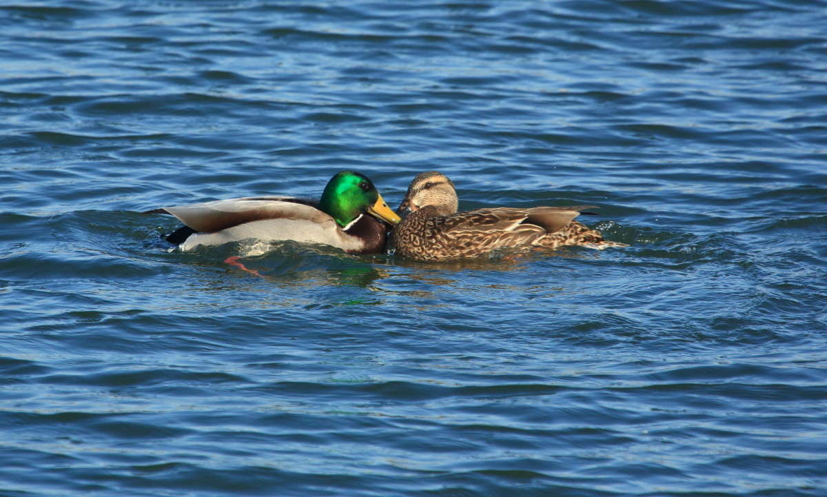 ... ����� Naum Likholat �� PhotoGeek.ru #�������� ���