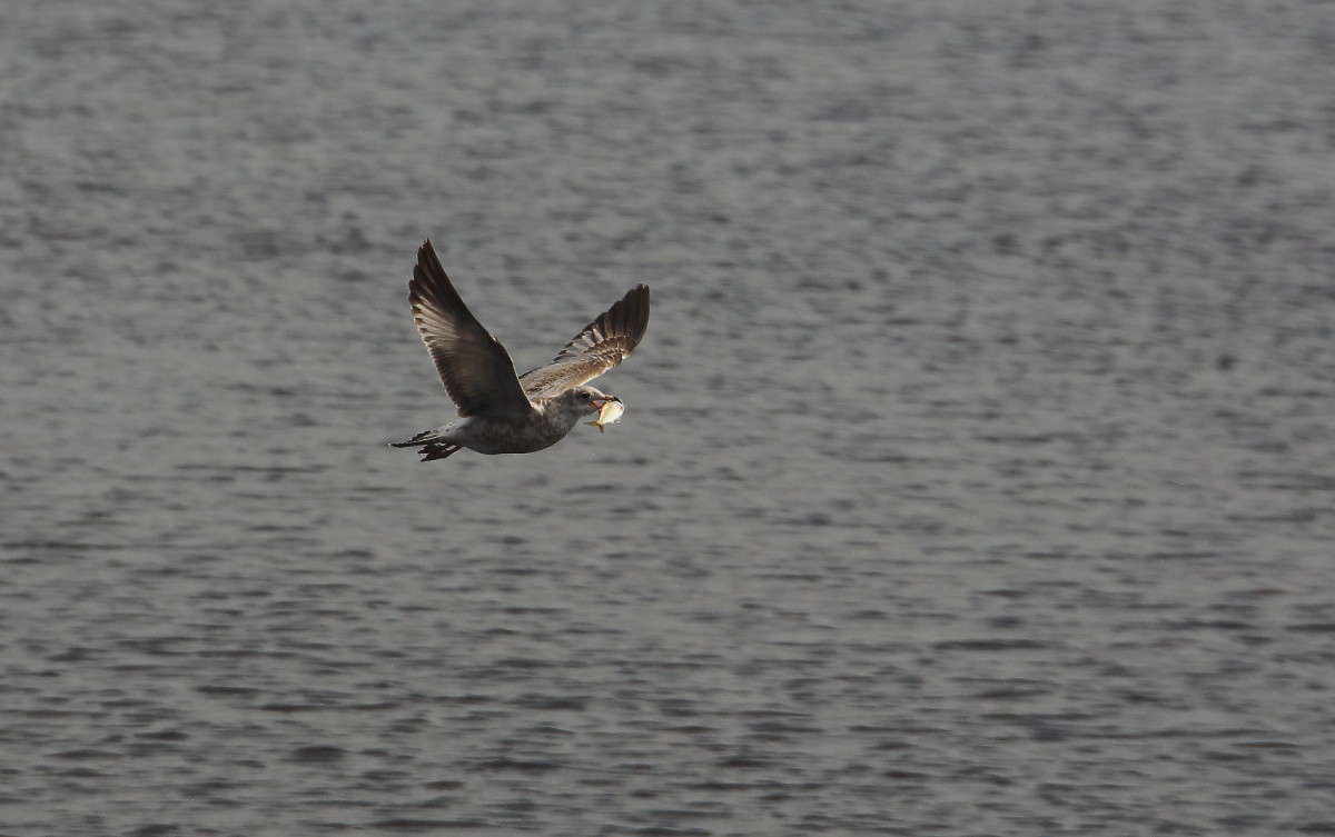 ��� ����� ����� # 2 ����� Naum Likholat �� PhotoGeek.ru #�������� ���