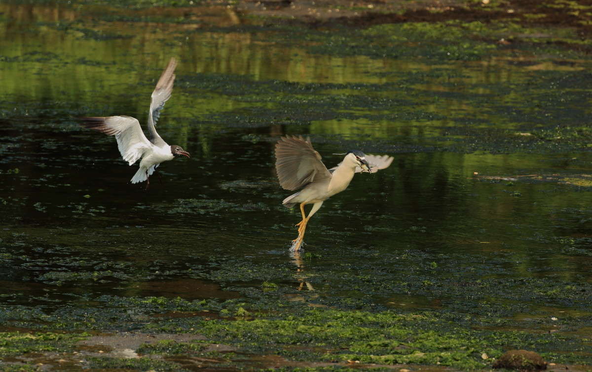 ��� ��� ���� � ��� ������ ������� ����� Naum Likholat �� PhotoGeek.ru #�������� ���