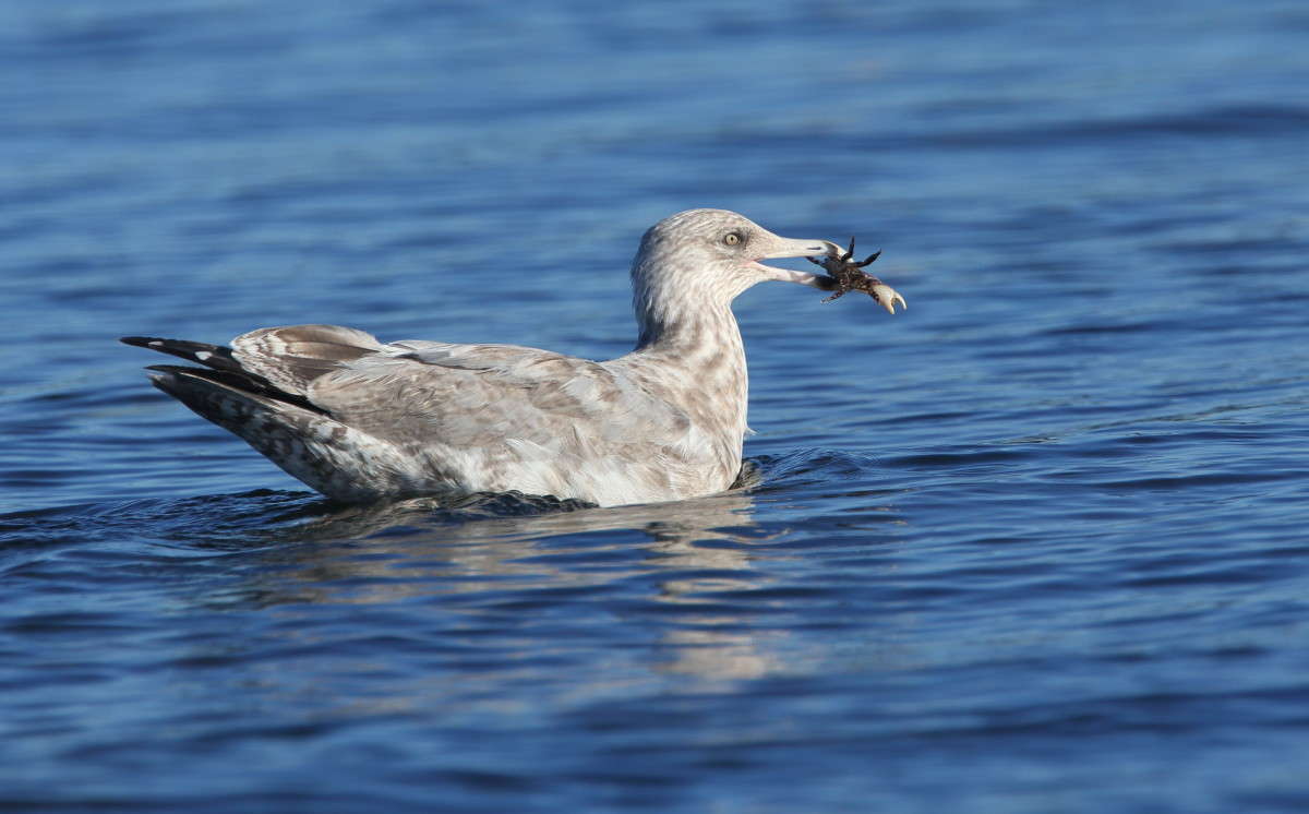 ��������� ������� 3 ����� Naum Likholat �� PhotoGeek.ru #�������� ���