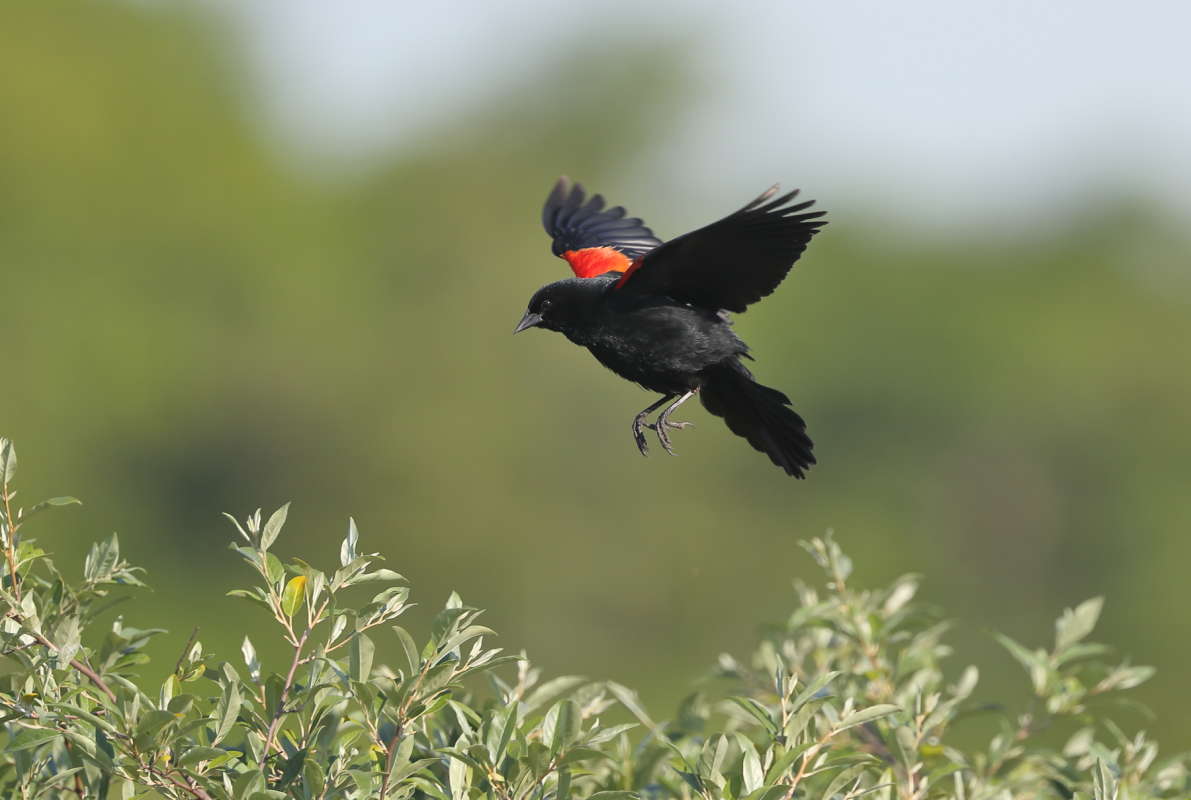 red winged blackbird  Naum Likholat  PhotoGeek.ru # 