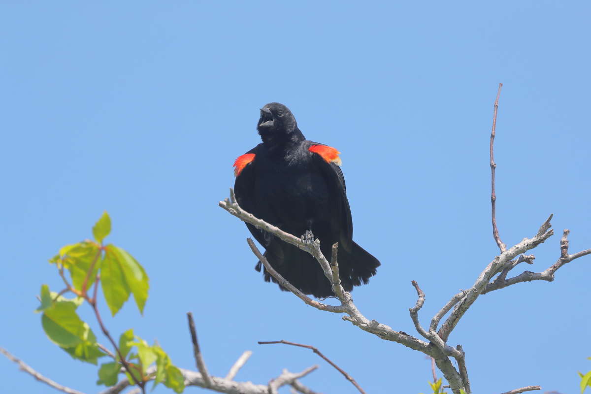 Redwinged Black Birds  Naum Likholat  PhotoGeek.ru # 