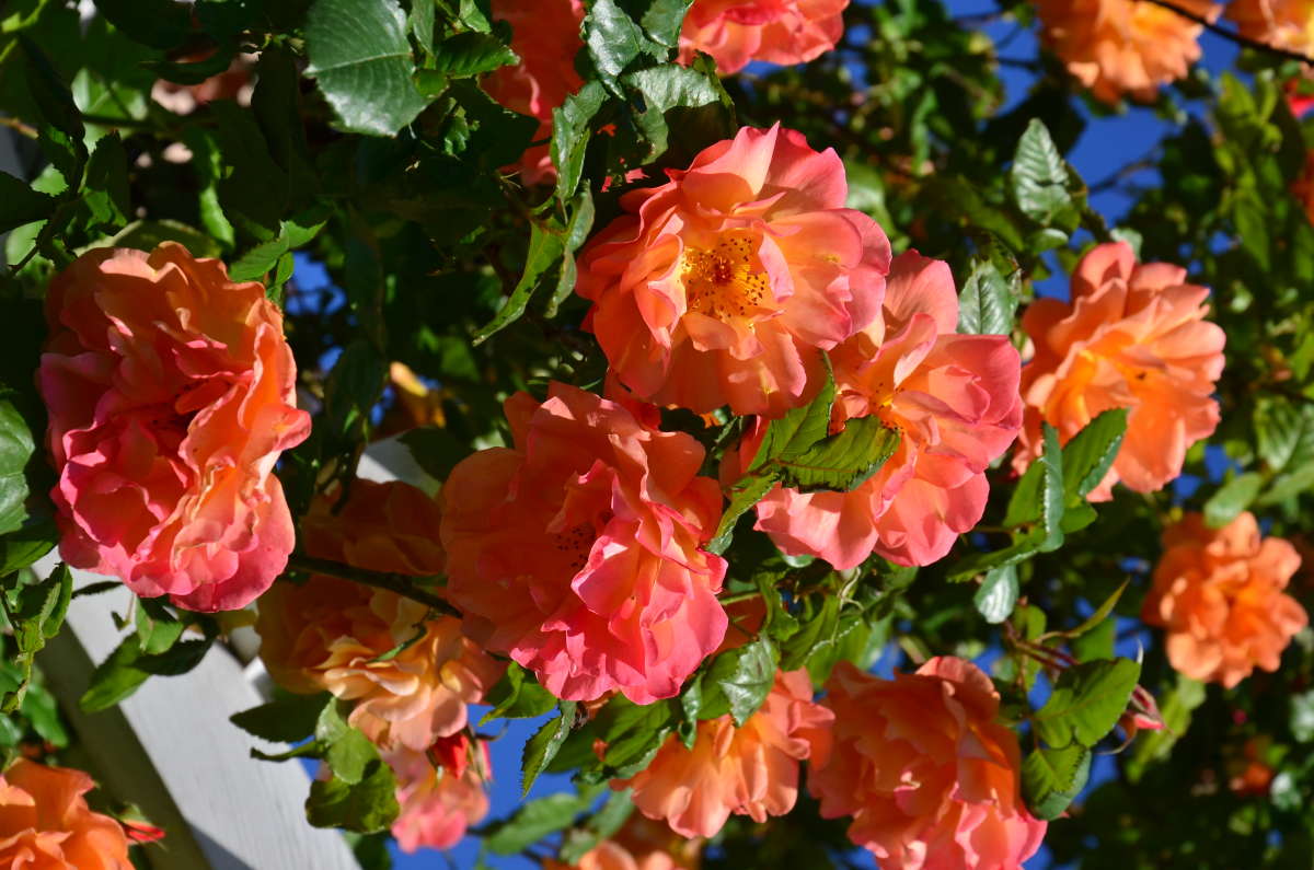 ��� ���� ����� ����  �� PhotoGeek.ru #������ ��� �������