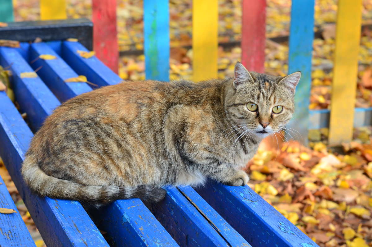 ... ����� ����  �� PhotoGeek.ru #�������� ���